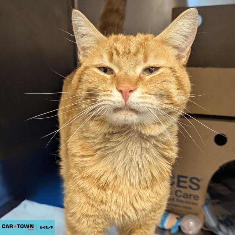 Website Pet Pictures - 2026-04-20T144428.560