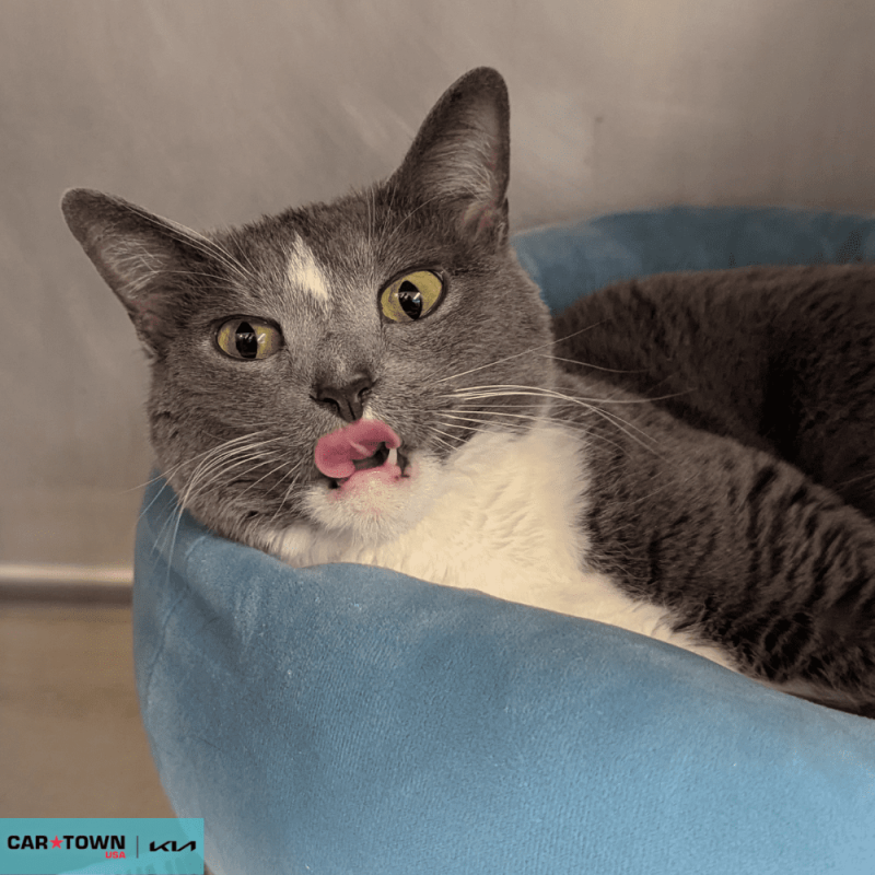 Website Pet Pictures - 2026-04-20T153611.160