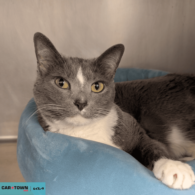 Website Pet Pictures - 2026-04-20T153659.142