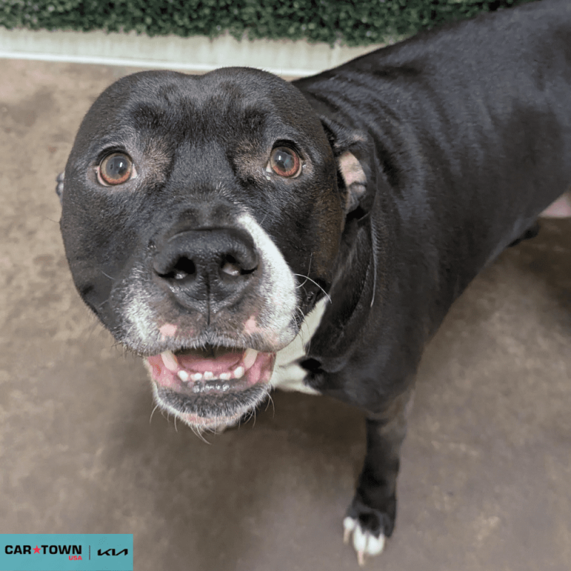 Website Pet Pictures - 2026-04-20T154850.894