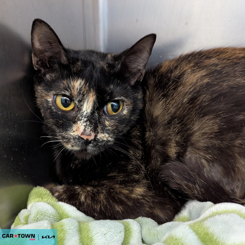 Website Pet Pictures - 2026-04-22T154626.914