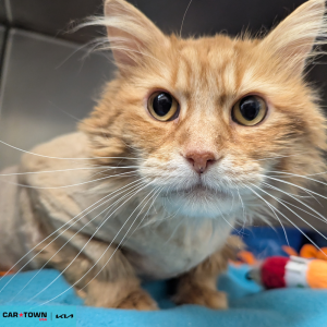 Website Pet Pictures - 2026-04-22T154945.851