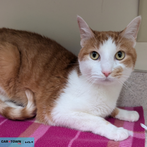 Website Pet Pictures - 2026-04-22T155251.978