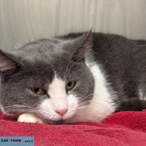 Website Pet Pictures - 2026-04-22T155545.896