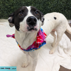 Website Pet Pictures - 2026-04-22T162012.879