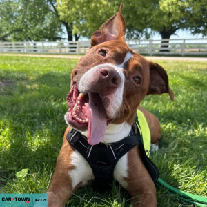 Website Pet Pictures - 2026-04-22T173318.976