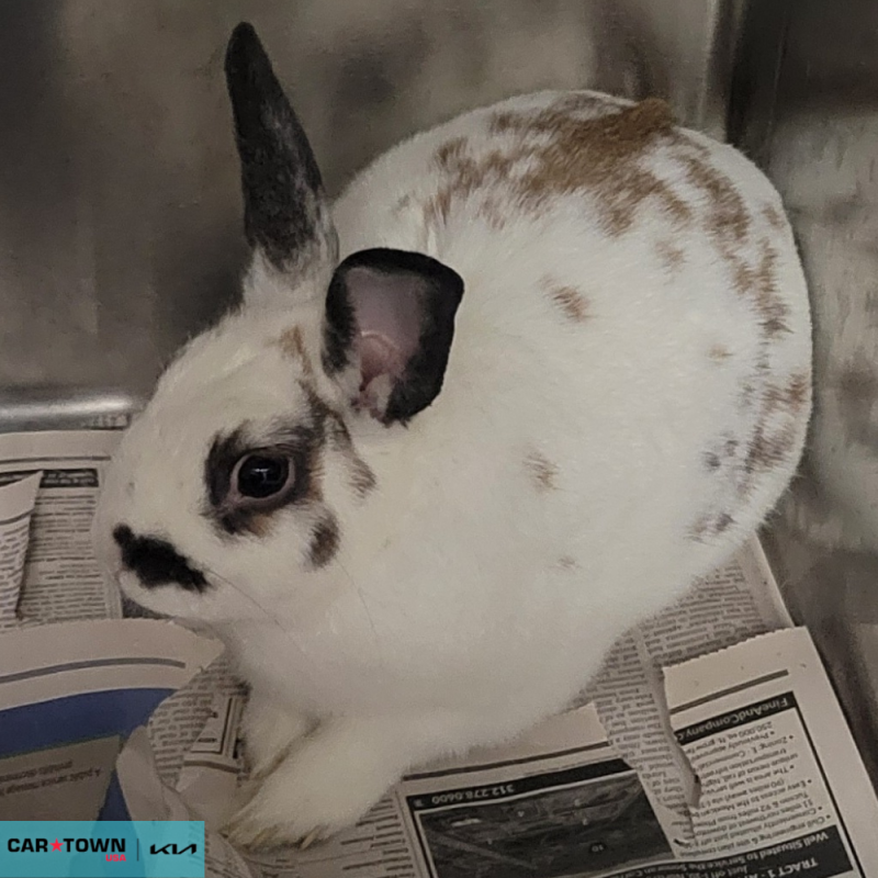 Website Pet Pictures - 2026-04-24T091444.177