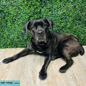 Website Pet Pictures - 2026-04-24T161025.926