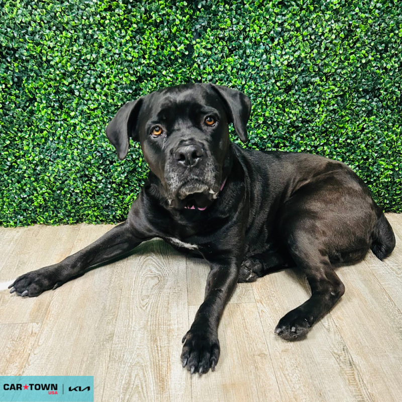 Website Pet Pictures - 2026-04-24T161025.926