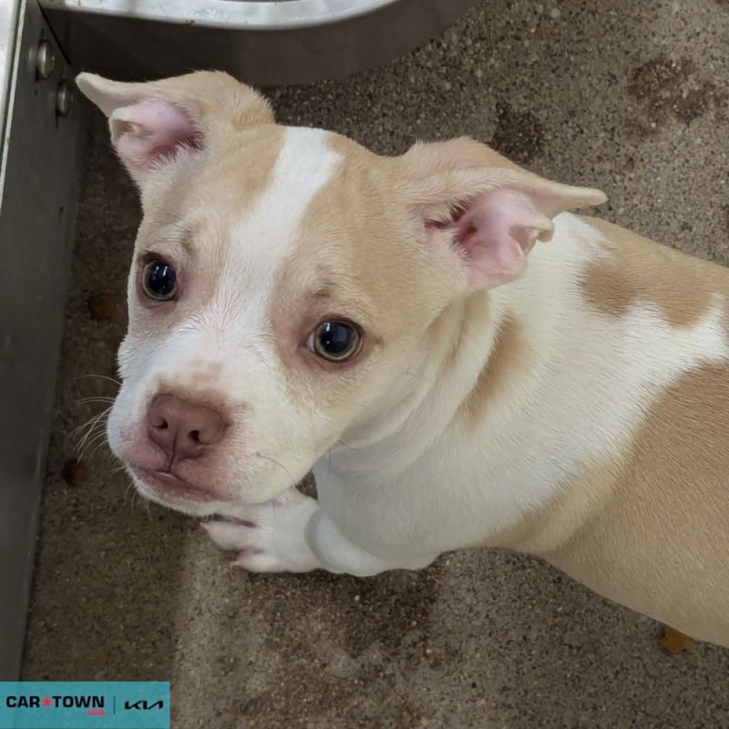 Website Pet Pictures - 2026-04-24T161330.898