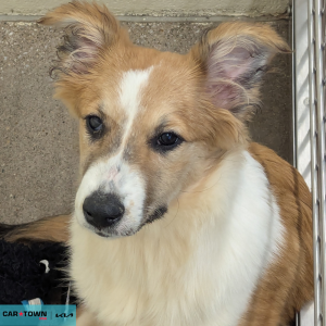 Website Pet Pictures - 2026-04-24T161719.938