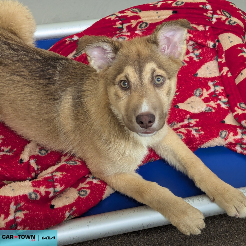 Website Pet Pictures - 2026-04-24T162046.871