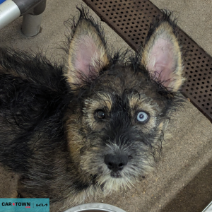 Website Pet Pictures - 2026-04-24T162258.838