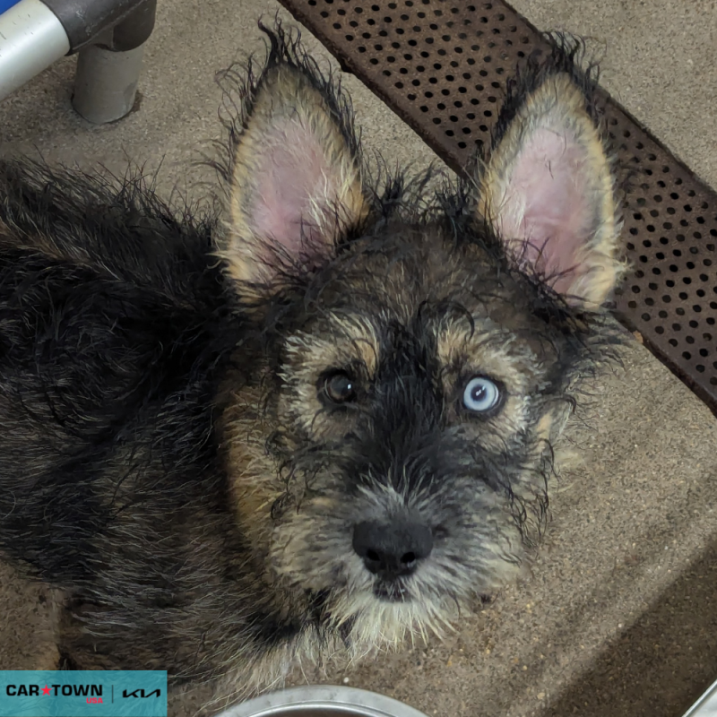 Website Pet Pictures - 2026-04-24T162258.838