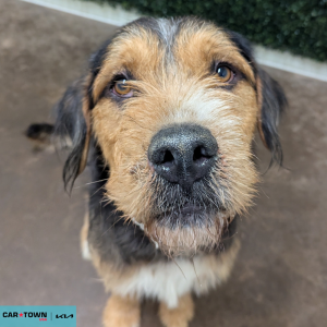 Website Pet Pictures - 2026-04-24T170956.923