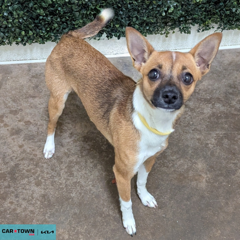 Website Pet Pictures - 2026-04-27T093333.907