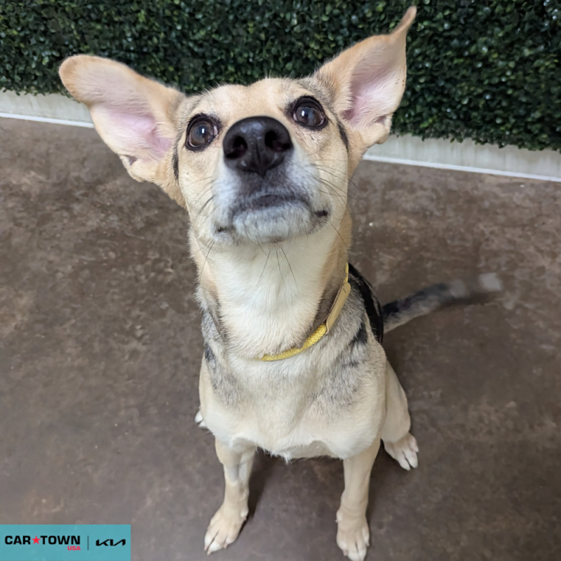 Website Pet Pictures - 2026-04-27T095954.266