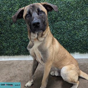 Website Pet Pictures - 2026-04-27T103527.223
