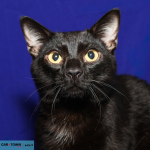 Website Pet Pictures - 2026-04-28T142709.760