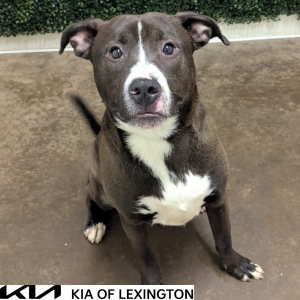 Website Pet Pictures - 2026-04-28T151112.654