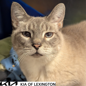 Website Pet Pictures - 2026-04-28T152513.720