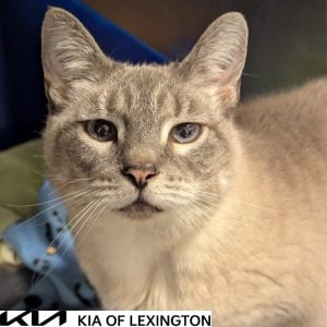 Website Pet Pictures - 2026-04-28T152513.720