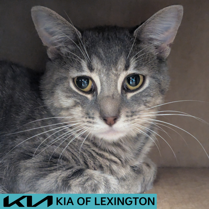 Website Pet Pictures - 2026-04-28T153452.809
