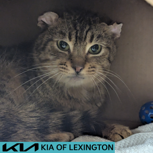 Website Pet Pictures - 2026-04-28T154529.377