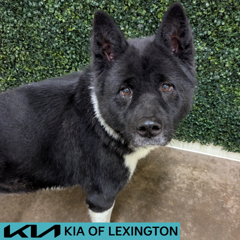 Website Pet Pictures - 2026-05-03T095221.858