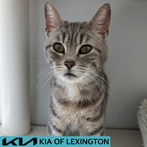 Website Pet Pictures - 2026-05-03T110056.900