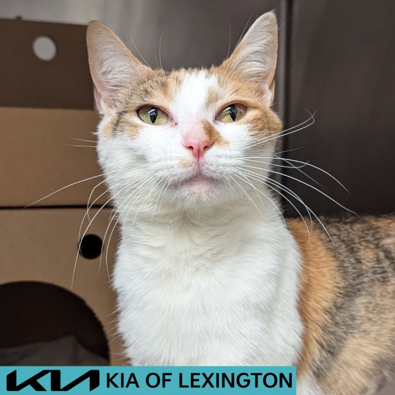 Website Pet Pictures - 2026-05-03T110754.854