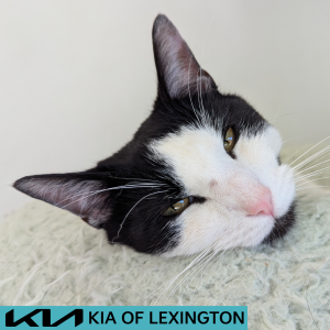 Website Pet Pictures - 2026-05-03T110948.860