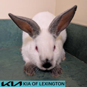 Website Pet Pictures - 2026-05-04T095134.358