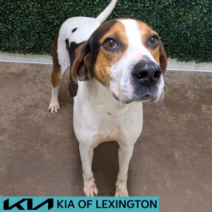 Website Pet Pictures - 2026-05-04T101432.397