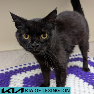 Website Pet Pictures - 2026-05-04T114245.498