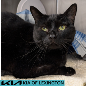 Website Pet Pictures - 2026-05-04T115744.846