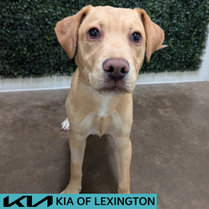 Website Pet Pictures - 2026-05-04T124833.405