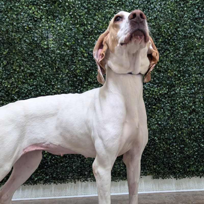 Website Pet Pictures - 2026-05-04T125208.467