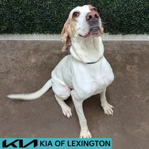 Website Pet Pictures - 2026-05-04T125409.746