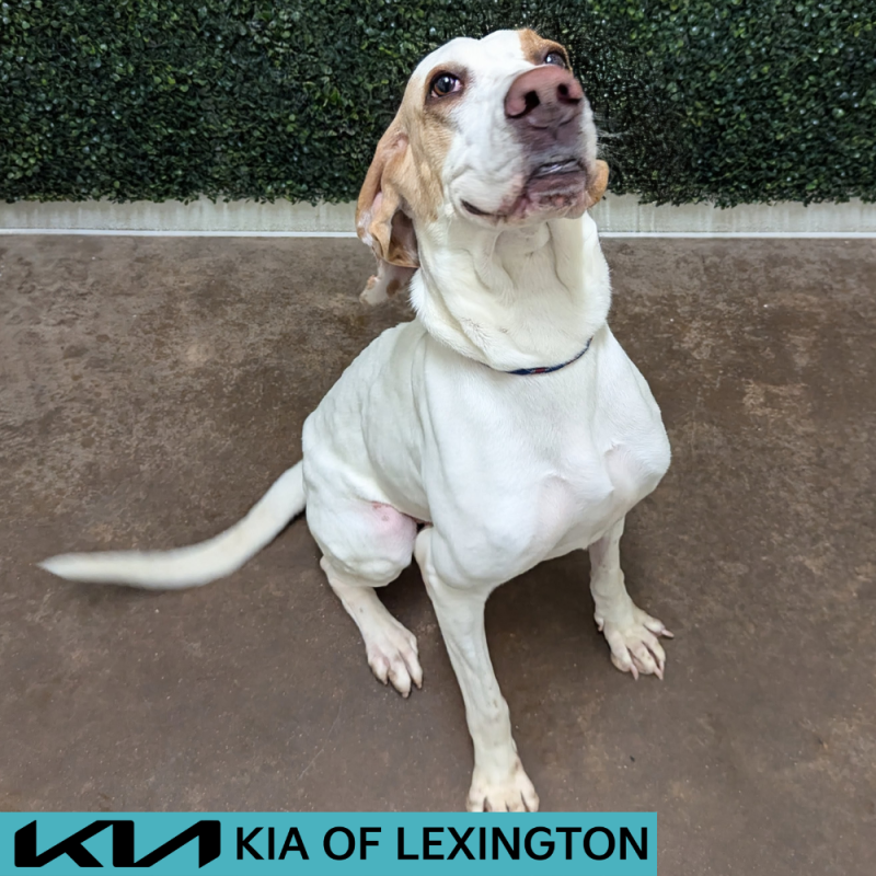 Website Pet Pictures - 2026-05-04T125409.746