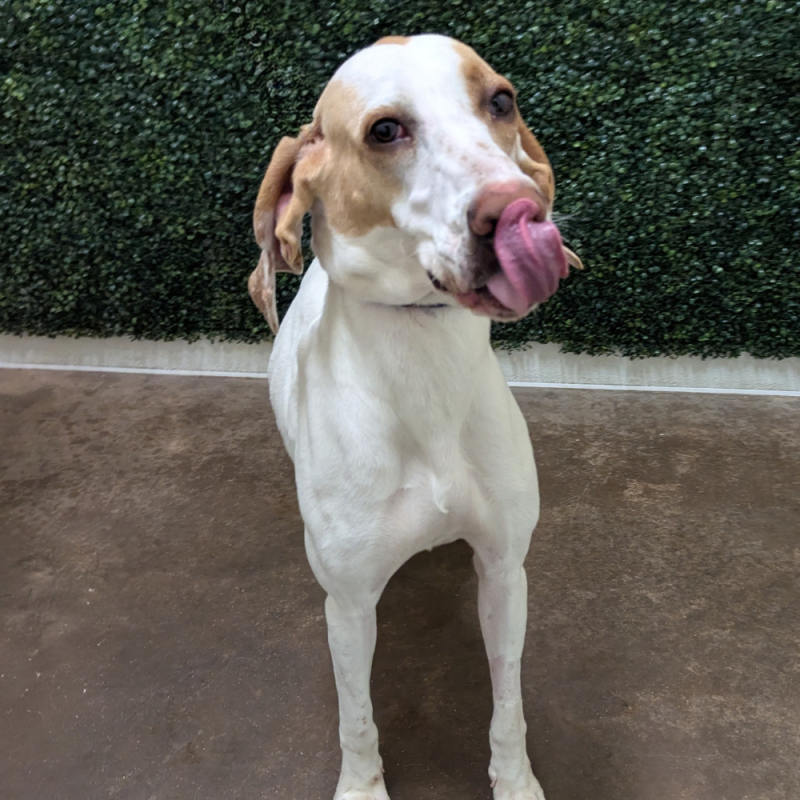 Website Pet Pictures - 2026-05-04T125527.498