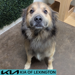 Website Pet Pictures - 2026-05-04T125829.809