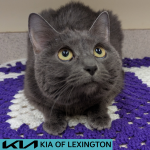 Website Pet Pictures - 2026-05-04T130708.403