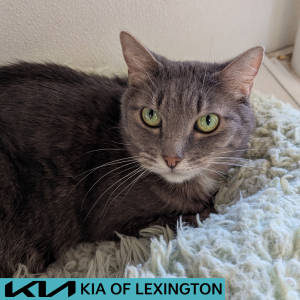 Website Pet Pictures - 2026-05-04T132005.499