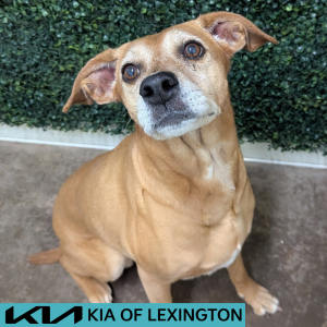 Website Pet Pictures - 2026-05-07T163204.942