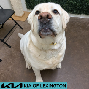 Website Pet Pictures - 2026-05-08T150253.339