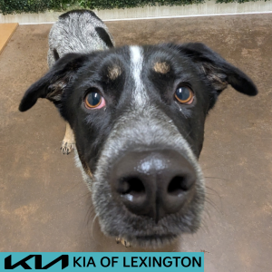 Website Pet Pictures - 2026-05-08T151240.410