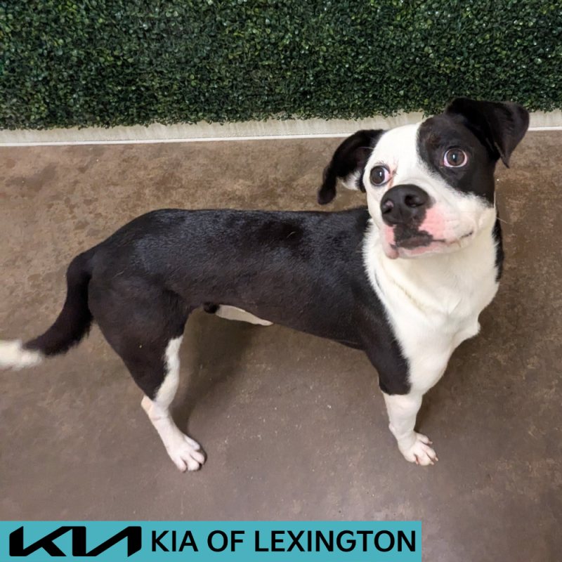 Website Pet Pictures - 2026-05-08T170240.467