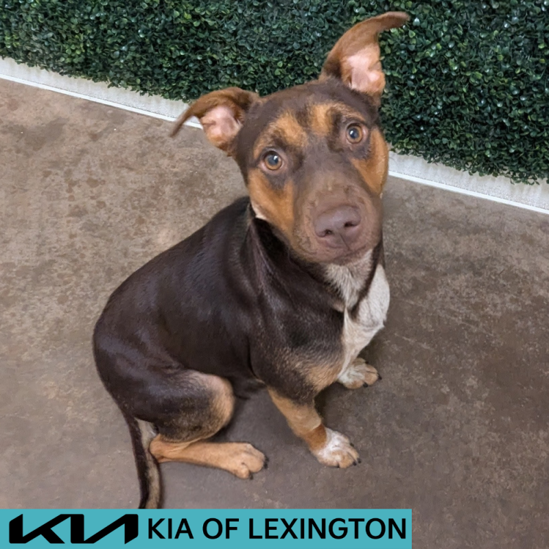 Website Pet Pictures - 2026-05-08T175912.899