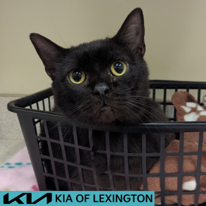 Website Pet Pictures - 2026-05-10T170326.649